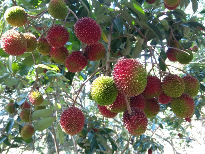 Pulasan - Nephelium mutabile Fruit Plant