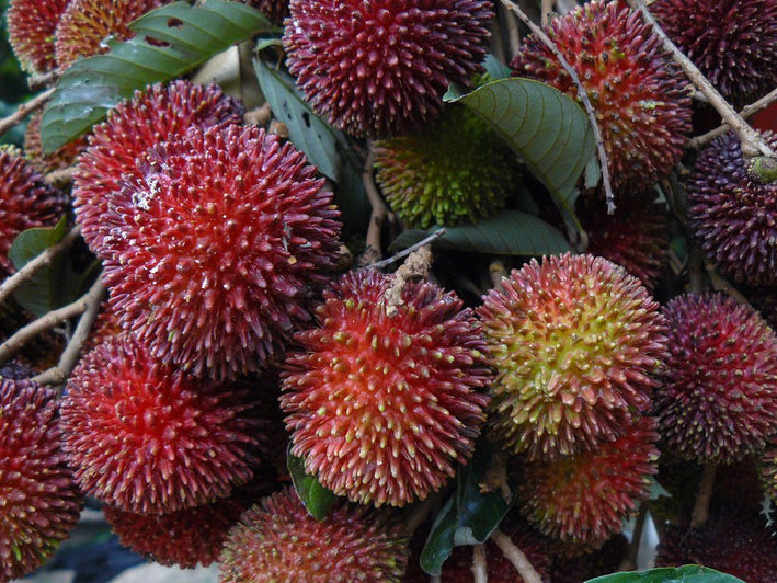 Pulasan - Nephelium mutabile Fruit Plant