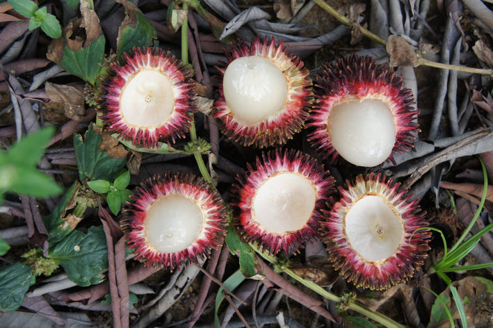 Pulasan - Nephelium mutabile Fruit Plant