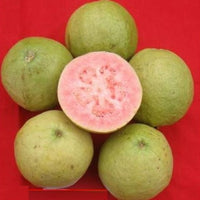 Hybrid Guava - Punjab Kiran Guava Exotic Fruit Plant