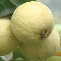 Hybrid Guava - Punjab Safeda Guava Exotic Fruit Plant