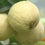 Hybrid Guava - Punjab Safeda Guava Exotic Fruit Plant