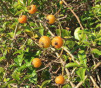 Lemon Vina - Pereskia aculeata  Fruit Plant