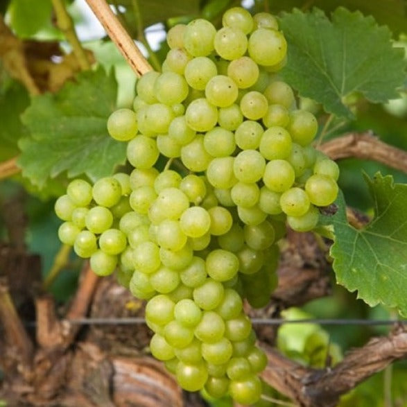 Hybrid Grape - Phoenix Grape Vine Fruit Plant