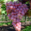 Hybrid Grape - Pink Grape Vine Fruit Plant