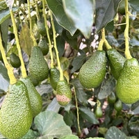 Hybrid Avocado ( PINKERTON ) Fruit Plant