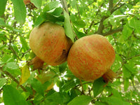 Pomegranate - Punica Granatum Fruit Plant