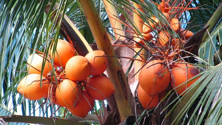 Hybrid Dwarf Coconut - Red Malayan  Plant