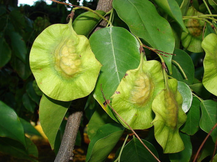 Red Sandalwood - Pterocarpus santalinus Tree Plant