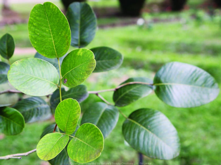 Red Sandalwood - Pterocarpus santalinus Tree Plant