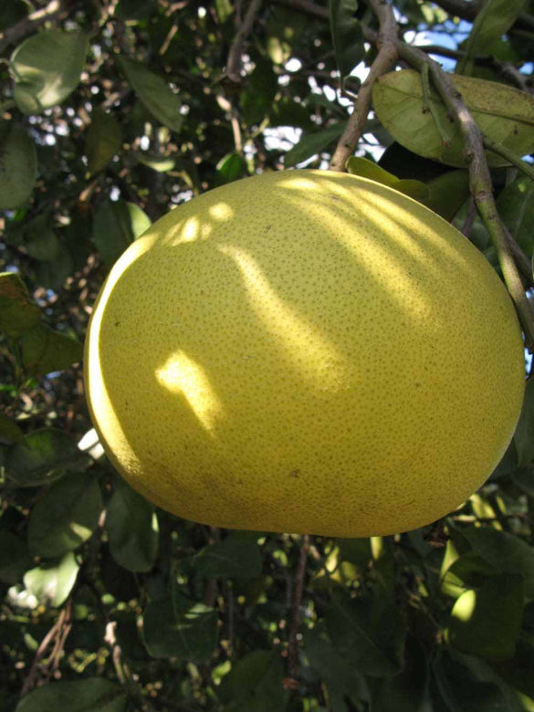 Pomelo Lemon - Citrus maxima Fruit Plant