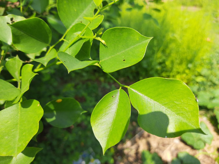 Rosewood - Dalbergia sissoo Tree Plant