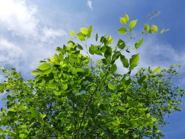 Rosewood - Dalbergia sissoo Tree Plant