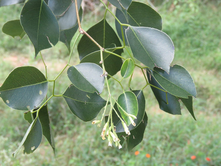 Rosewood - Dalbergia sissoo Tree Plant