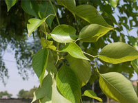 Rosewood - Dalbergia sissoo Tree Plant