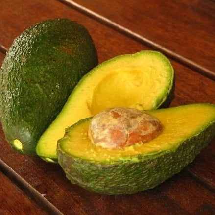 Hybrid Avocado ( SECONDO ) Fruit Plant