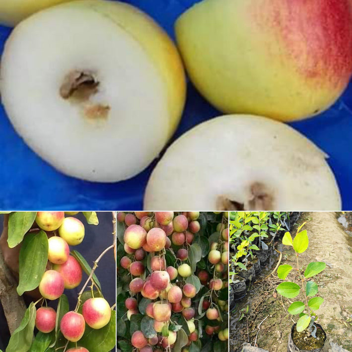 Apple Ber - Seedless Exotic Fruit Plant