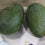 Hybrid Avocado ( SHARWILL ) Fruit Plant