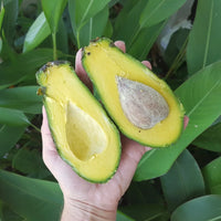 Hybrid Avocado ( SHEPHERD ) Fruit Plant