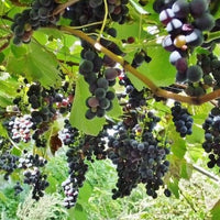 Hybrid Grape - Strawberry Black Grape Vine Fruit Plant