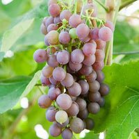 Hybrid Grape - Strawberry Vine Grape Vine Fruit Plant