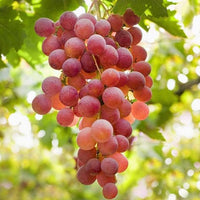 Hybrid Grape - Suffolk Red Grape Vine Fruit Plant