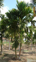 Hybrid Dwarf Arecanut - Sumangala  Plant