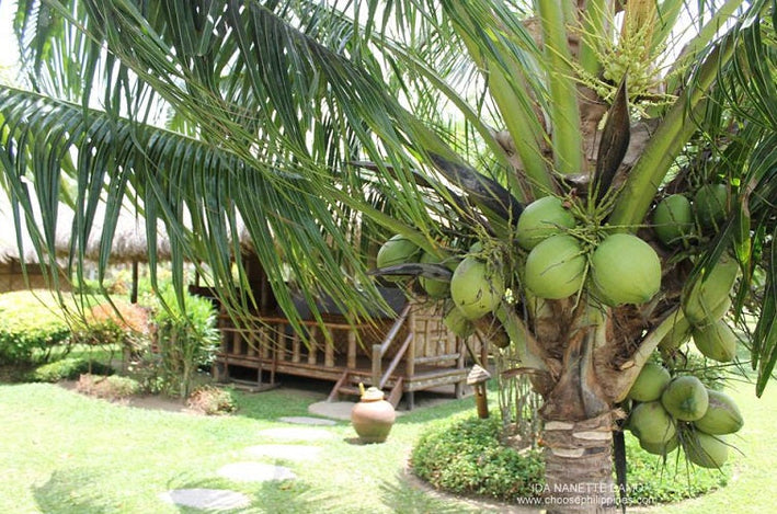 Hybrid Dwarf Coconut - Sunnangy Dwarf  Plant