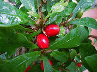 Miracle Berry Fruit - Synsepalum dulcificum Plant