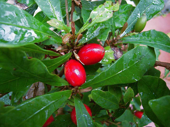 Miracle Berry Fruit - Synsepalum dulcificum Plant