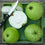 Hybrid Guava - Thai-5 Guava Exotic Fruit Plant