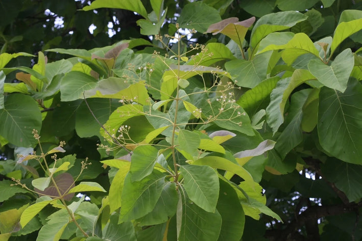 Teakwood - Tectona grandis Tree Plant