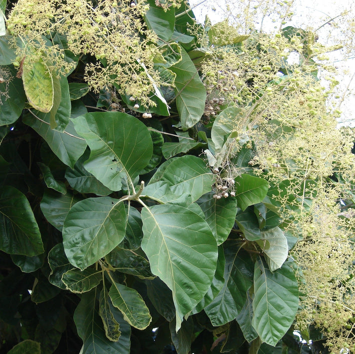 Teakwood - Tectona grandis Tree Plant