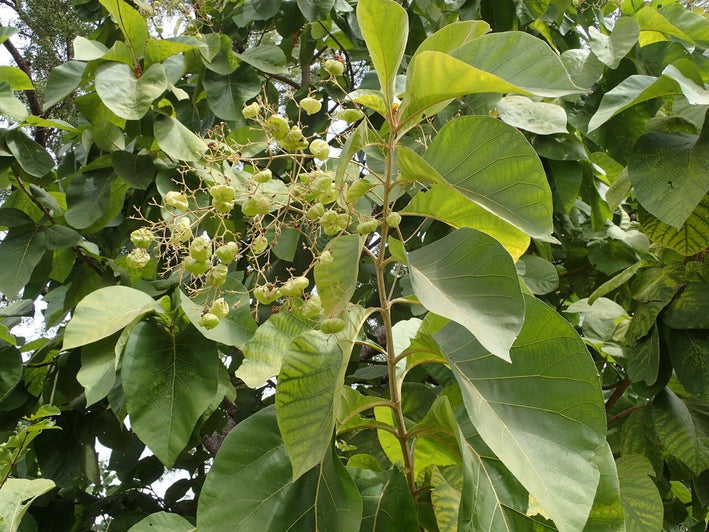 Teakwood - Tectona grandis Tree Plant