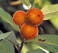 Velvet Apple - Diospyros blancoi Fruit Plant