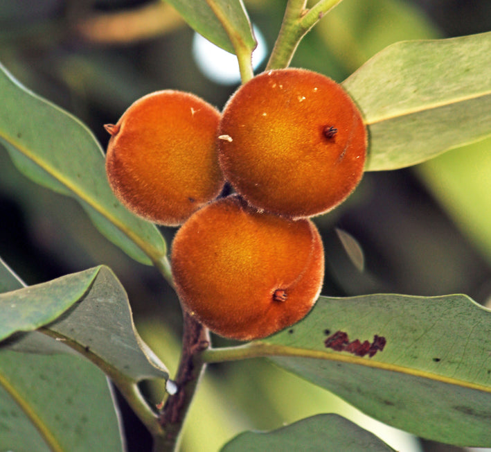 Velvet Apple - Diospyros blancoi Fruit Plant