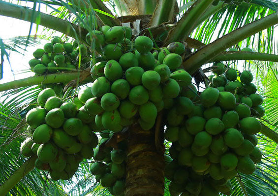 Hybrid Coconut - Wast Coast Tall  Plant