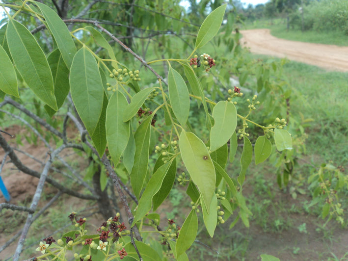 White Sandalwood - Santalum album Tree Plant