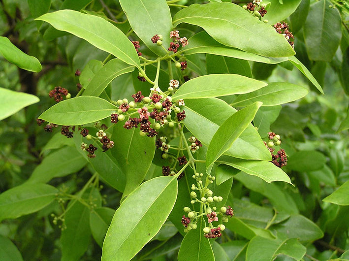 White Sandalwood - Santalum album Tree Plant