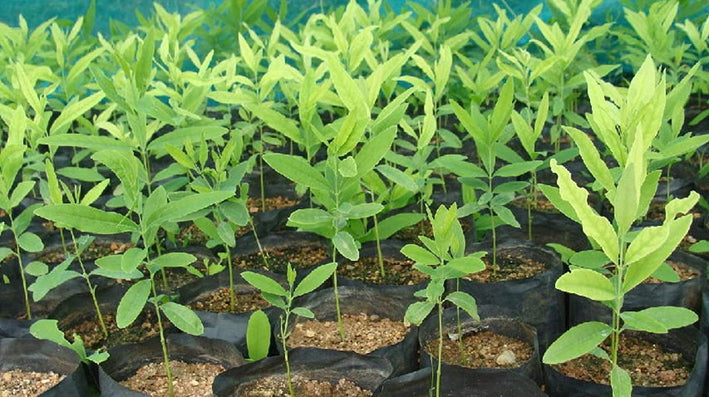 White Sandalwood - Santalum album Tree Plant