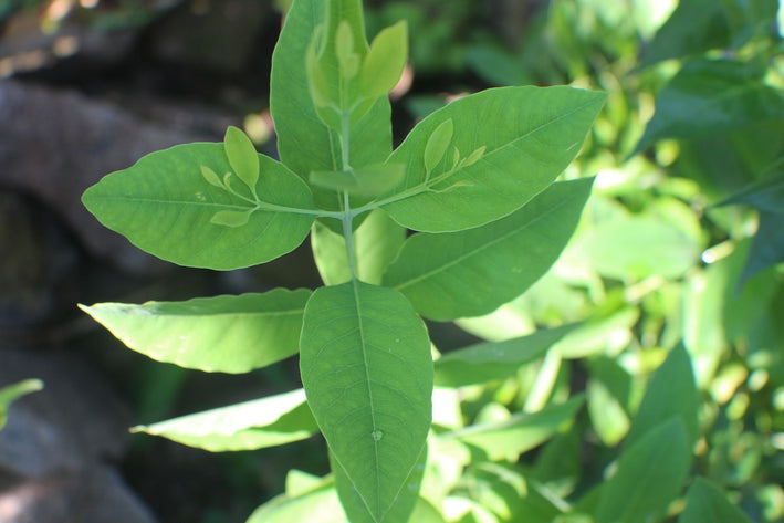 White Sandalwood - Santalum album Tree Plant