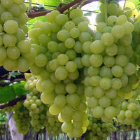 Hybrid Grape - White Grape Vine Fruit Plant