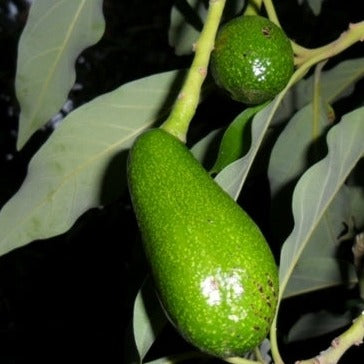 Hybrid Avocado ( WURTZ ) Fruit Plant