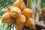 Hybrid Dwarf Coconut - Yellow Malayan  Plant