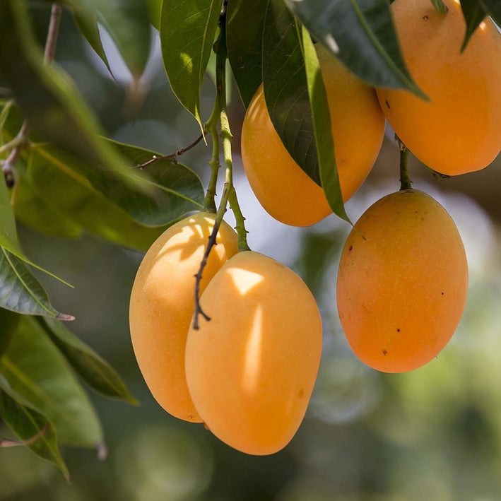 Mango - Alphonso Mango Exotic Fruit Plant