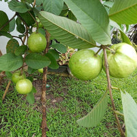 Hybrid Guava - Arka Amulya Guava Exotic Fruit Plant