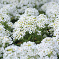 Alyssum 