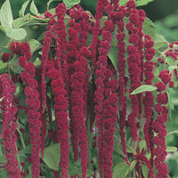 Amaranthus 