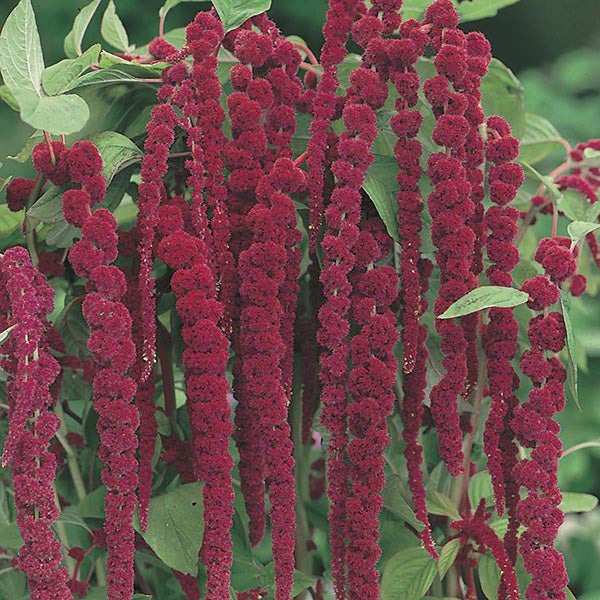 Amaranthus " Love Lies Bleeding " Exotic 100 Flower Seeds