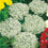 Alyssum " Snow Crystals " Exotic 30 Flower Seeds